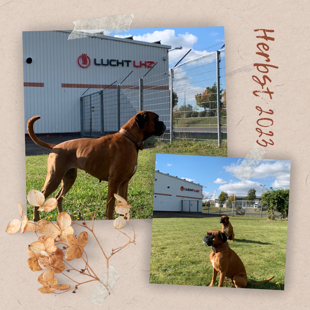 Lucht electric radiators sends autumn greetings with boxers Sam & Amy